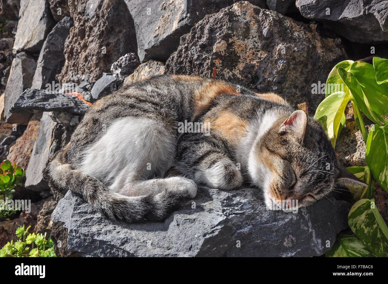 Small cat sleeping on the rocks Stock Photo