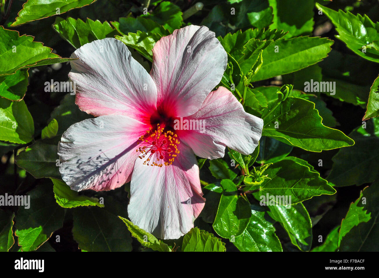 Pink hibiscus flower hi-res stock photography and images - Alamy