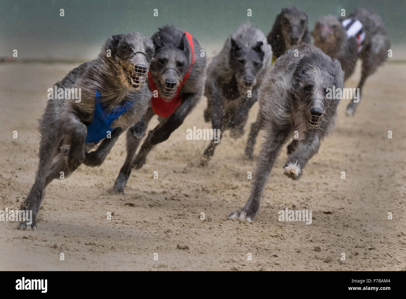 Irish sales wolfhound greyhound