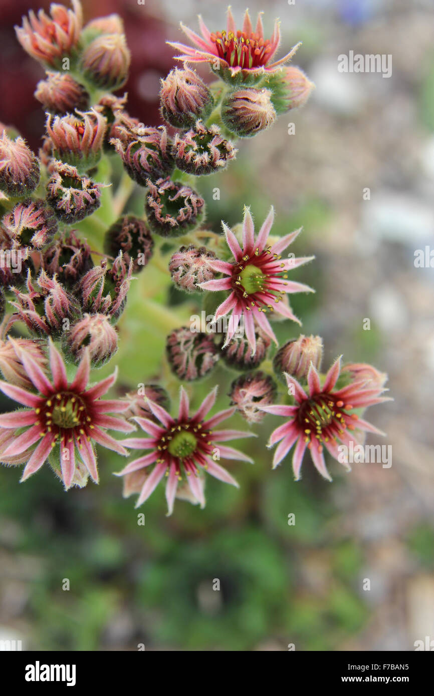 Houseleek (Sempervivum tectorum) flower stem from above, different stages of openness, blurred background Stock Photo