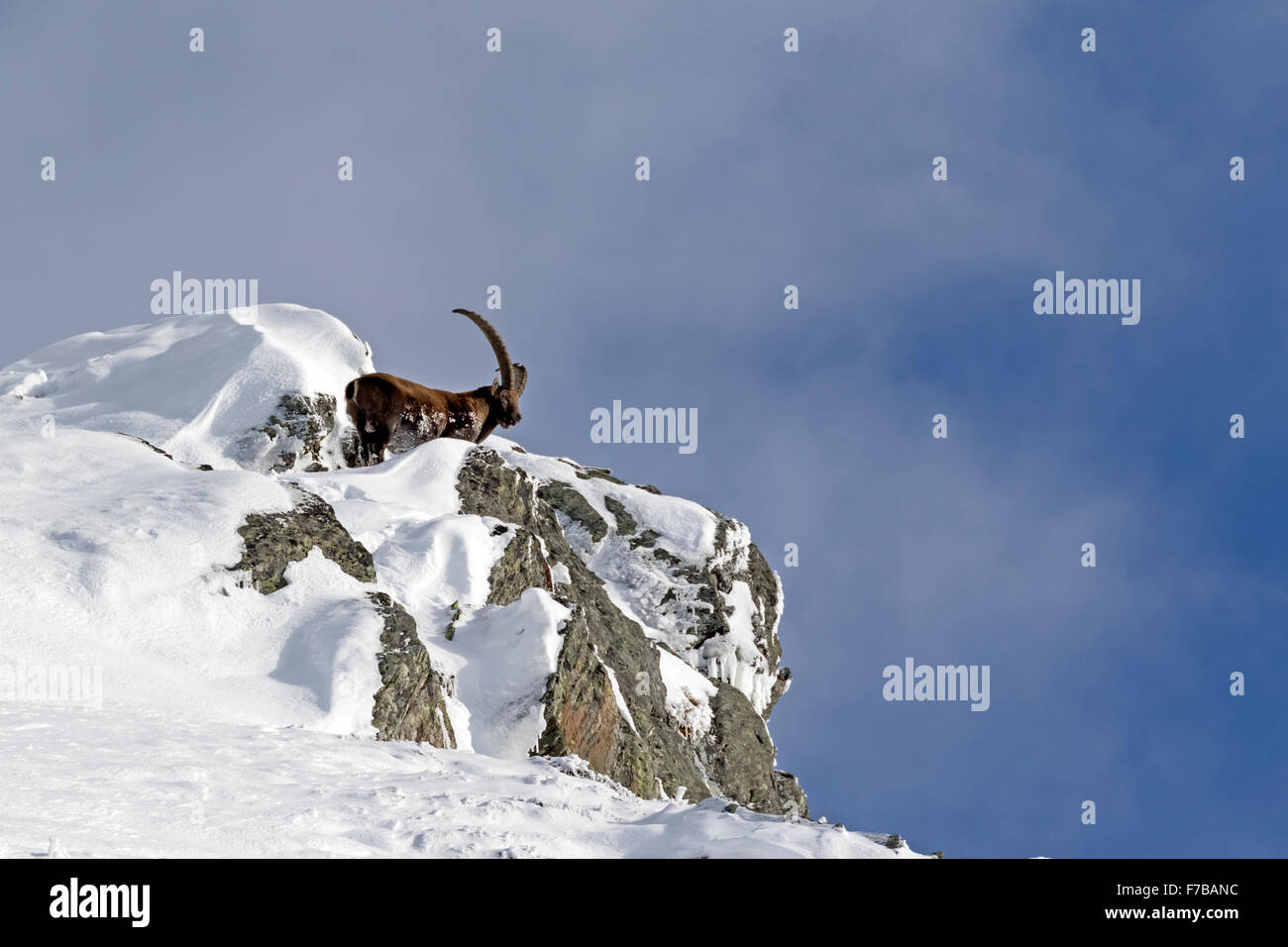 Alpine ibexes with snow (Capra ibex), High Tauern National Park, Austria, Europe Stock Photo