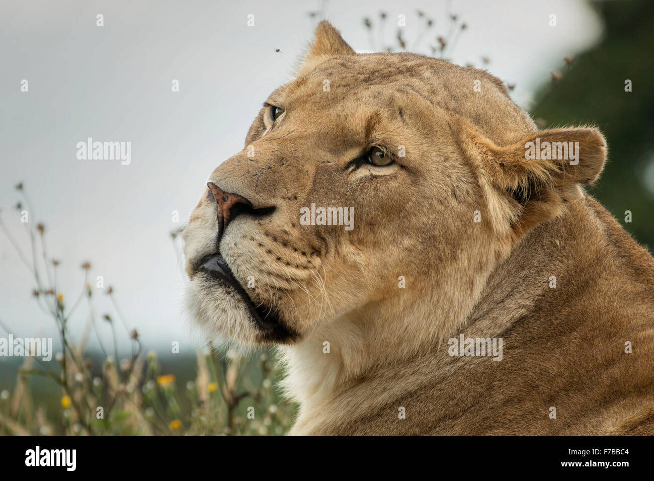 African Lioness Stock Photo