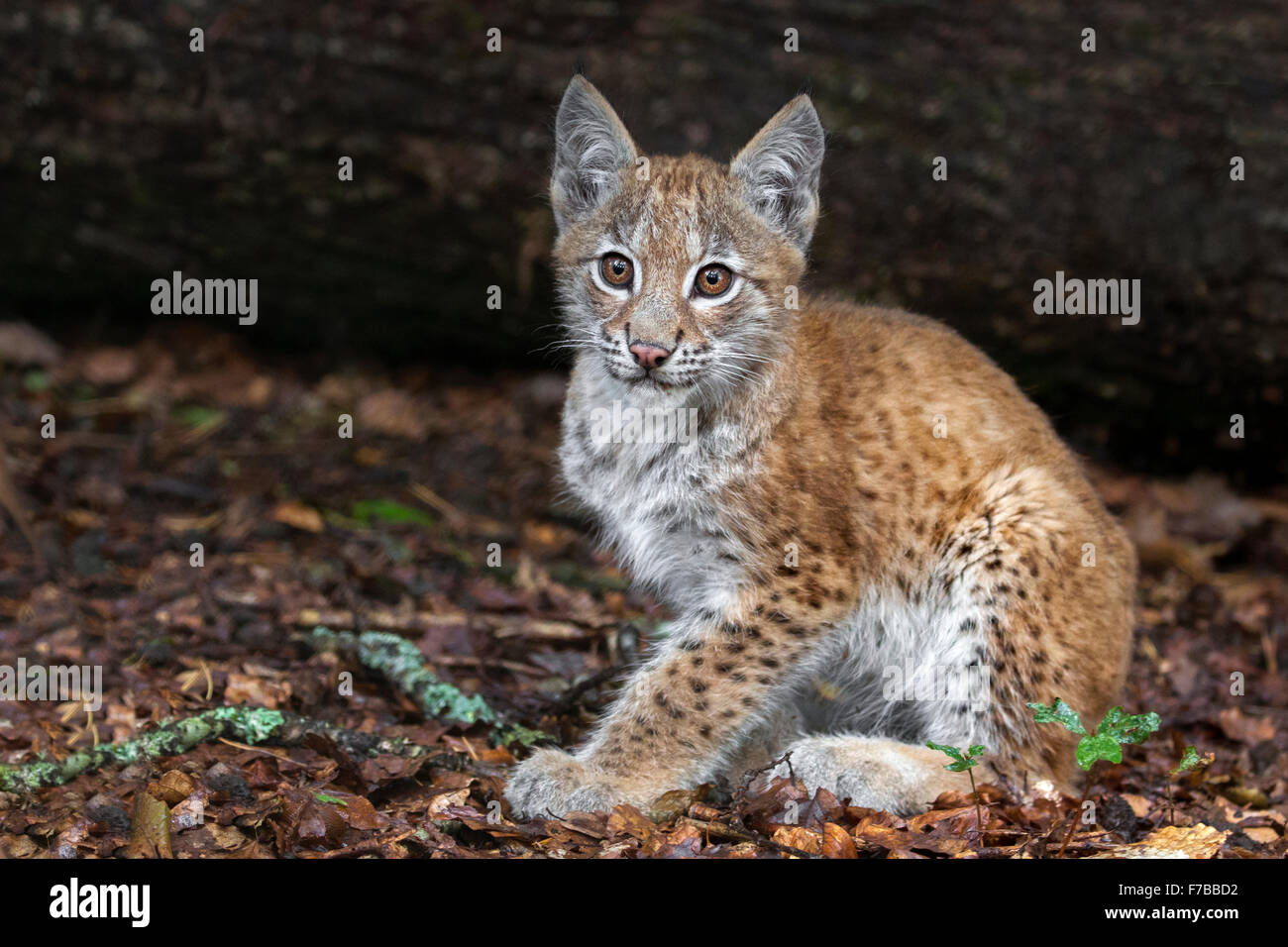 Eurasian Lynx cub, two months old. Stock Photo