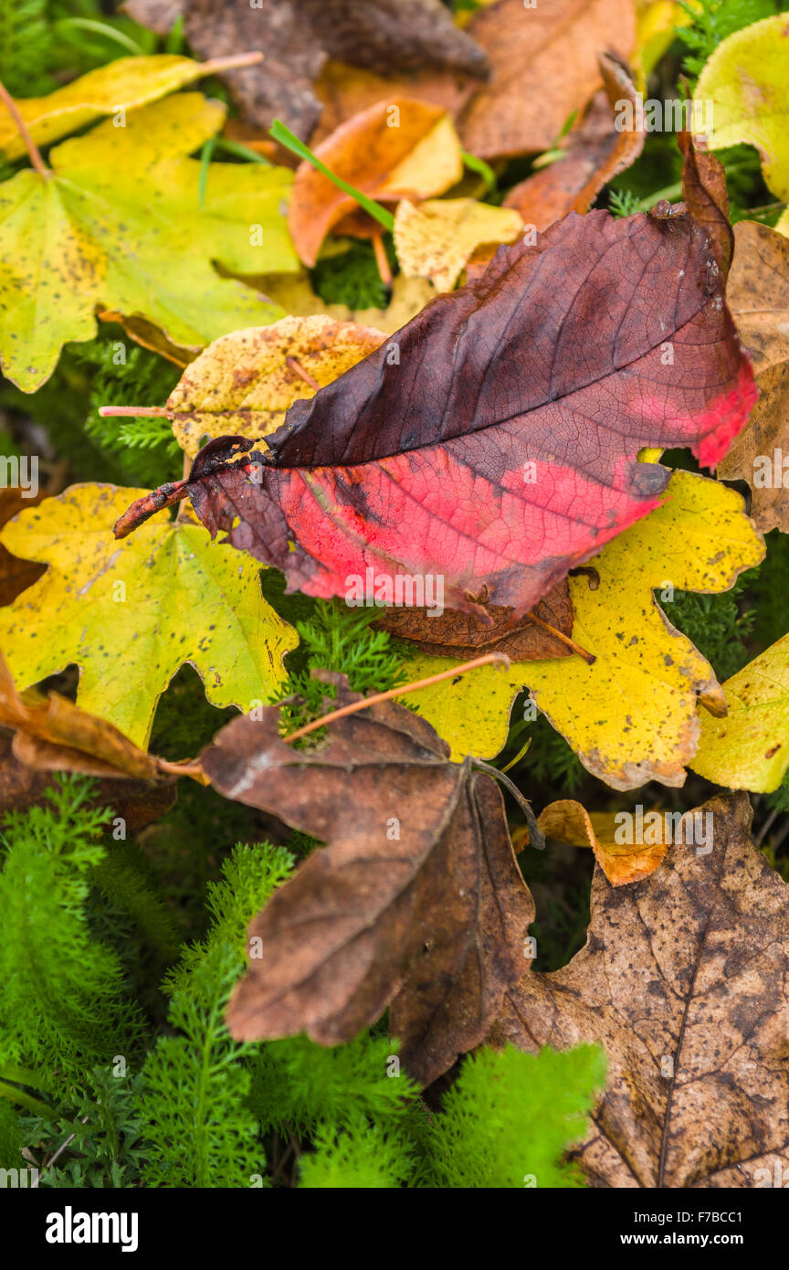 Background yellow oak leaves hi-res stock photography and images - Alamy