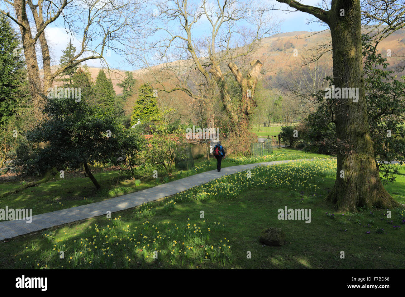 Spring Daffodils, Wordsworth Daffodil Garden, Grasmere village, Lake