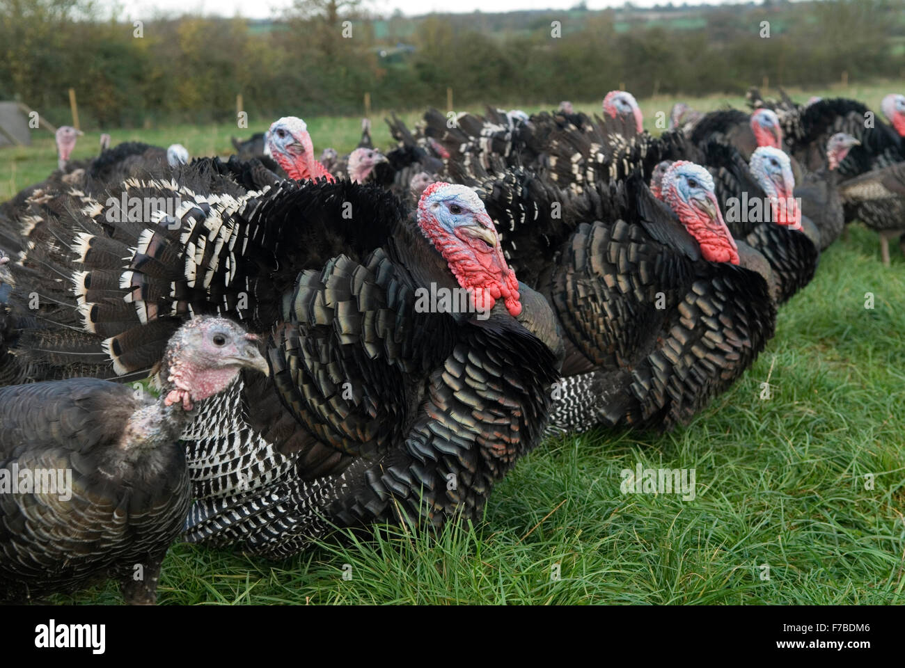 Free range Bronze turkeys Fosse Meadows Farm Leicestershire HOMER SYKES