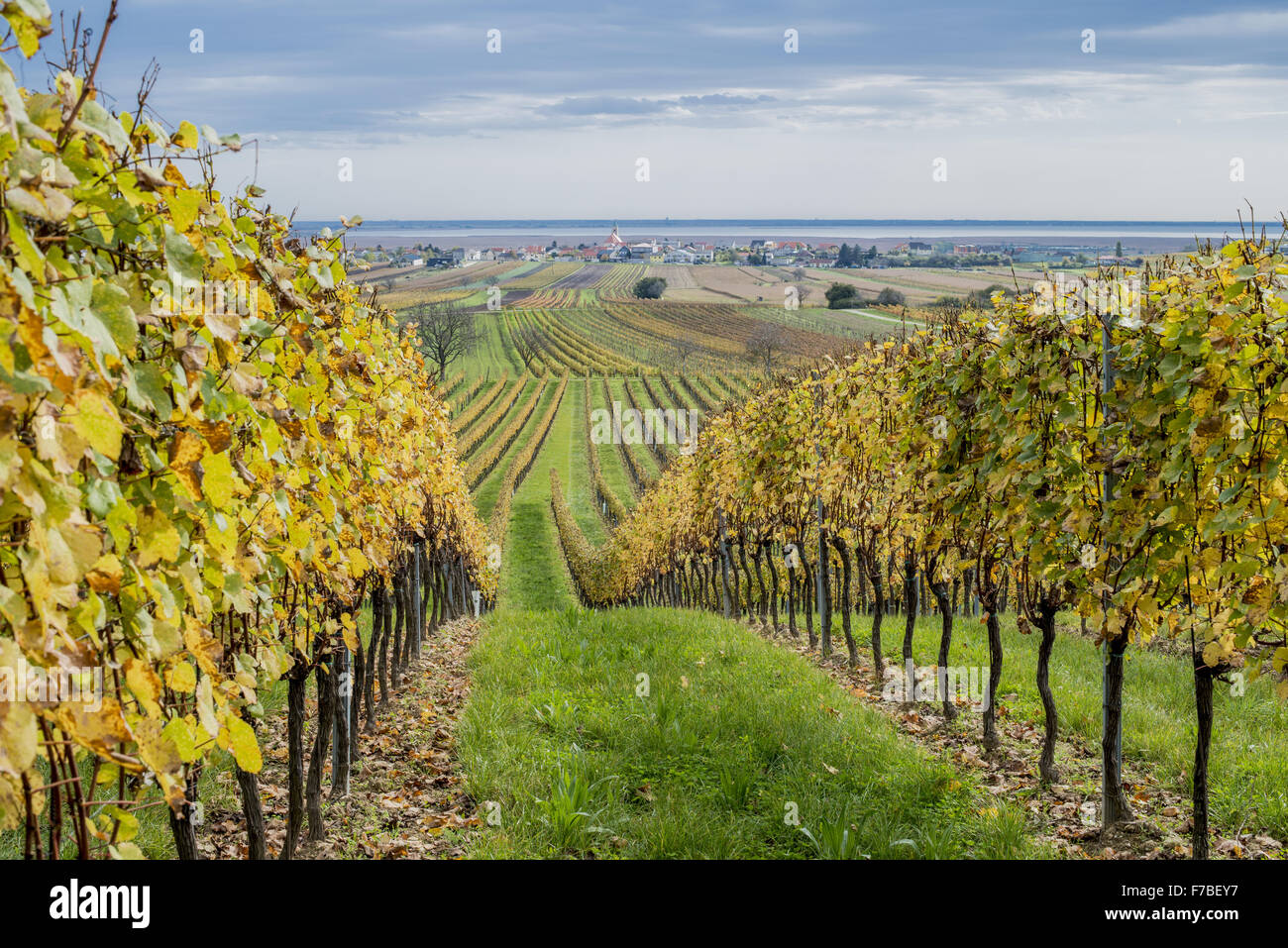 Autumn in vinery village of Jois at Lake Neusiedler See, Burgenland, Austria, Jois Stock Photo