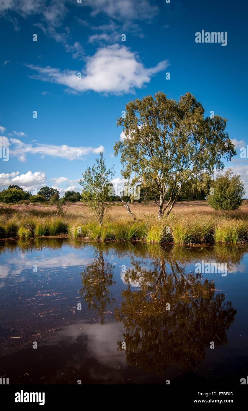 Cannock Chase landscape with natural pool of water amongst grassland and heather which is found in Sherbrook Valley, Staffs Stock Photo