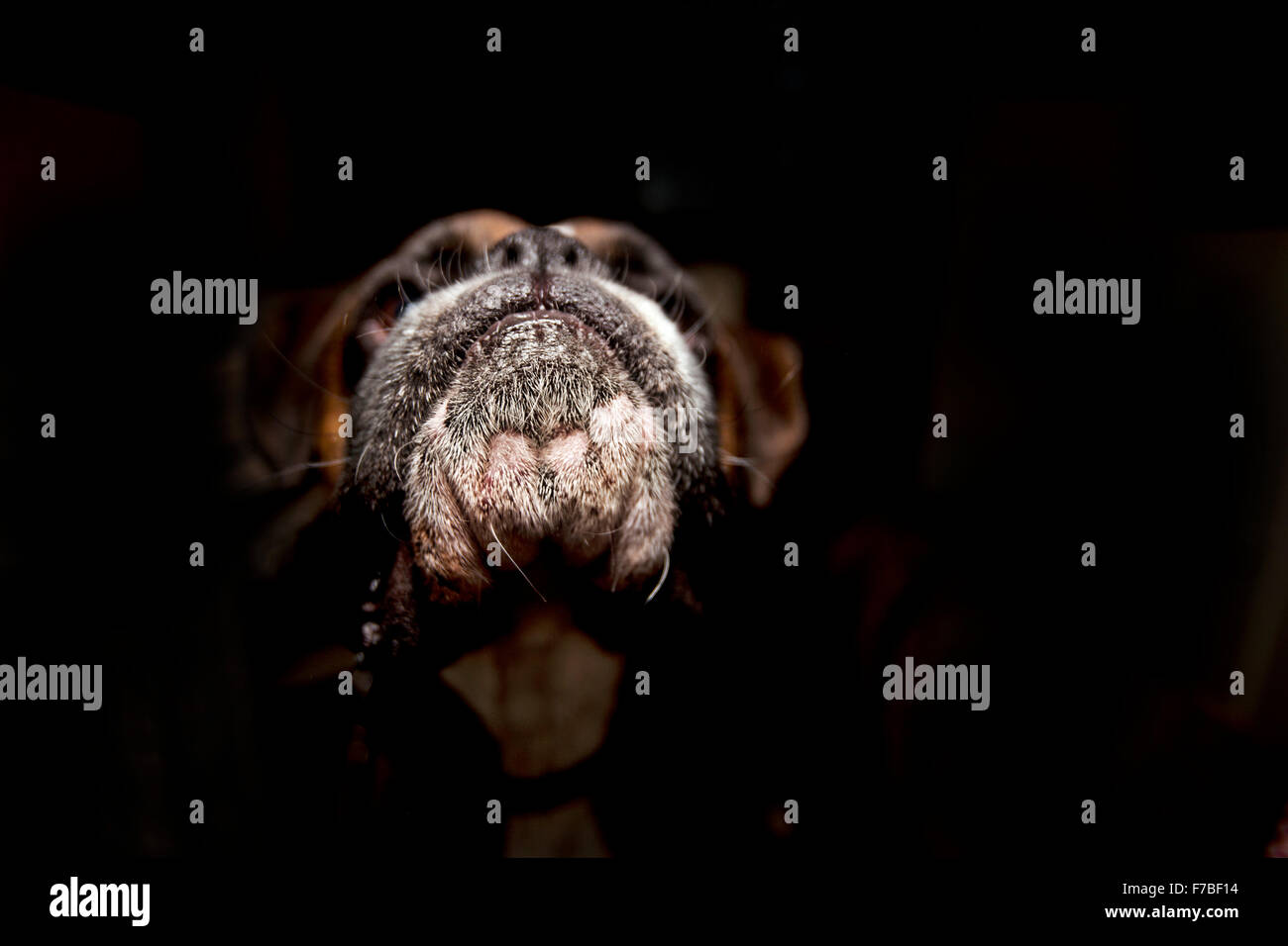 Boxer dog chin and nose head up in darkness Stock Photo