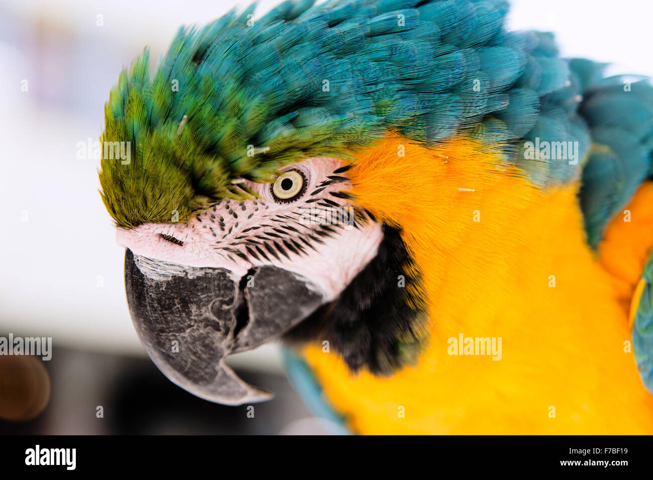 Large parrot stares one eye on the photographer Stock Photo