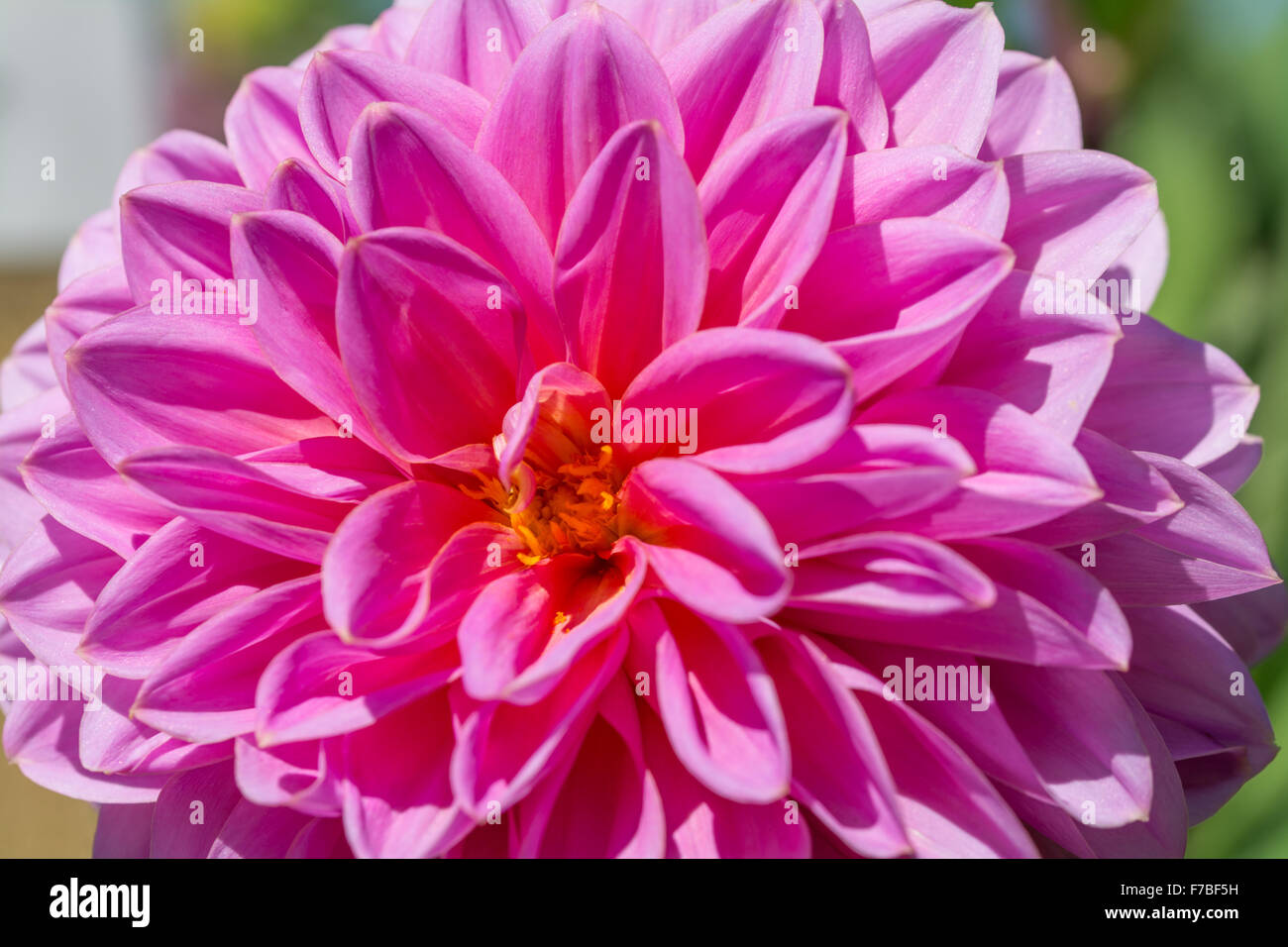 Dahlia Cyclone Stock Photo