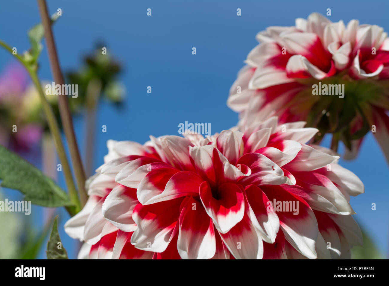 Dahlia Red and white Stock Photo - Alamy