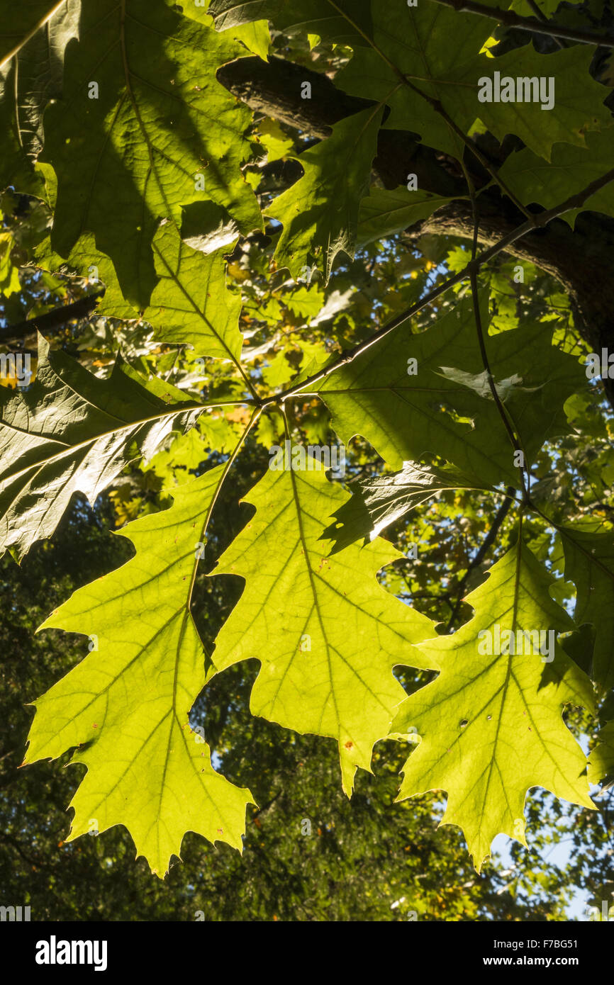Oak Tree Quercus at Jean Caldwell blog