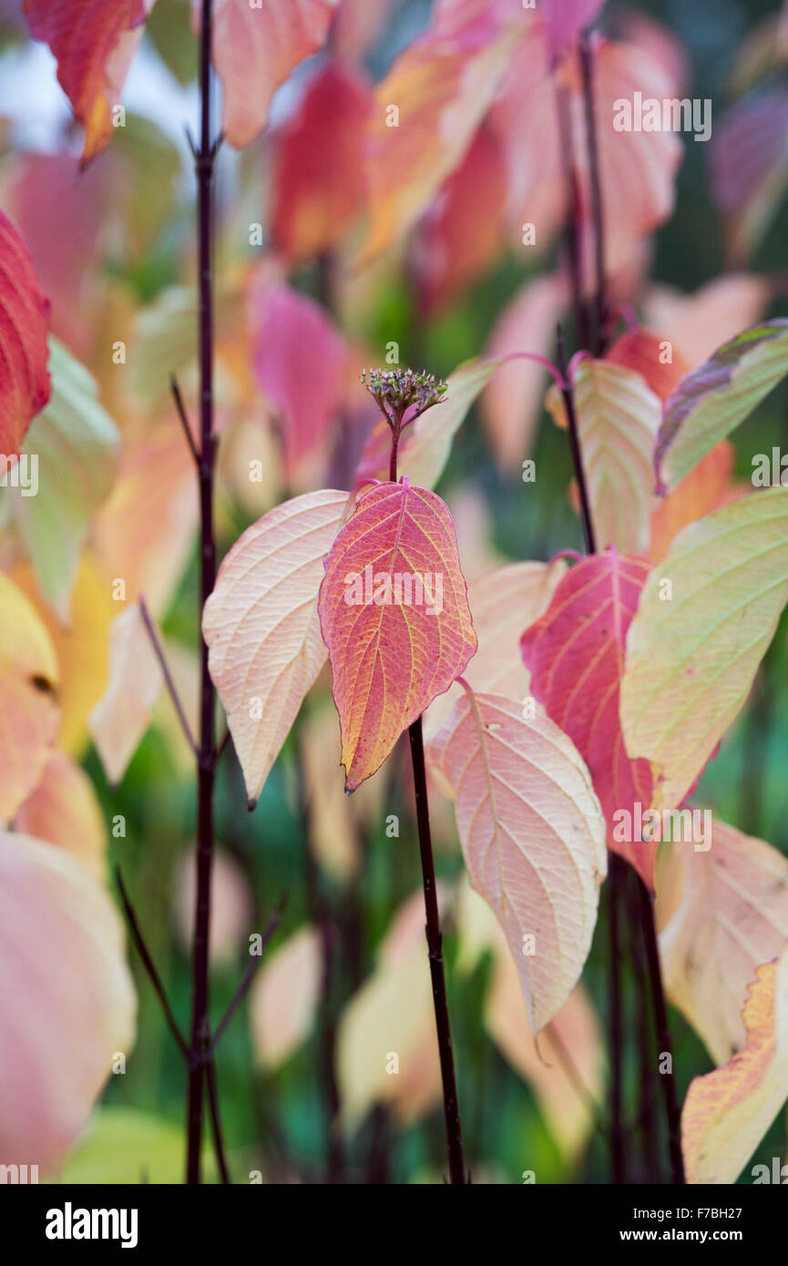 Cornus sericea baileyi.  Red twig dogwood leaves in autumn Stock Photo