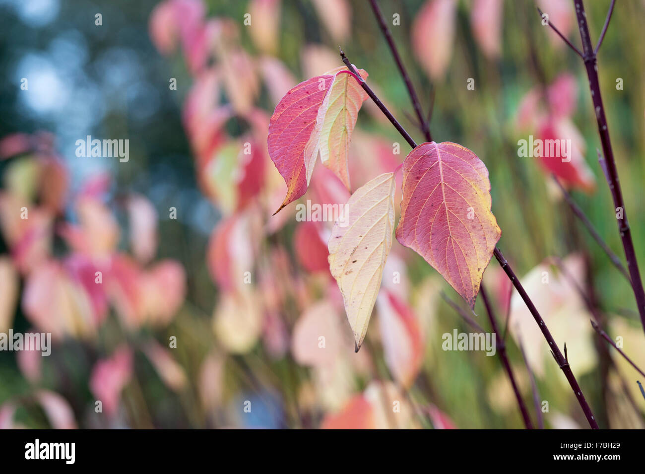 Cornus sericea baileyi.  Red twig dogwood leaves in autumn Stock Photo