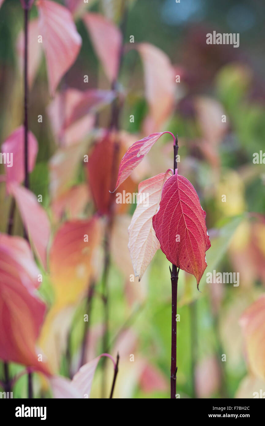 Cornus sericea baileyi.  Red twig dogwood leaves in autumn Stock Photo