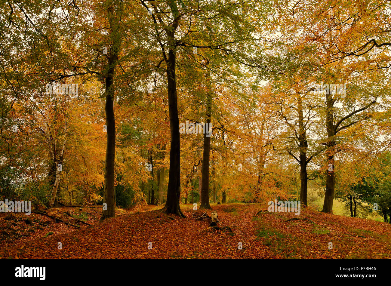 Autumn in woods at Artists Lane, Alderley Edge, Cheshire, England. Stock Photo