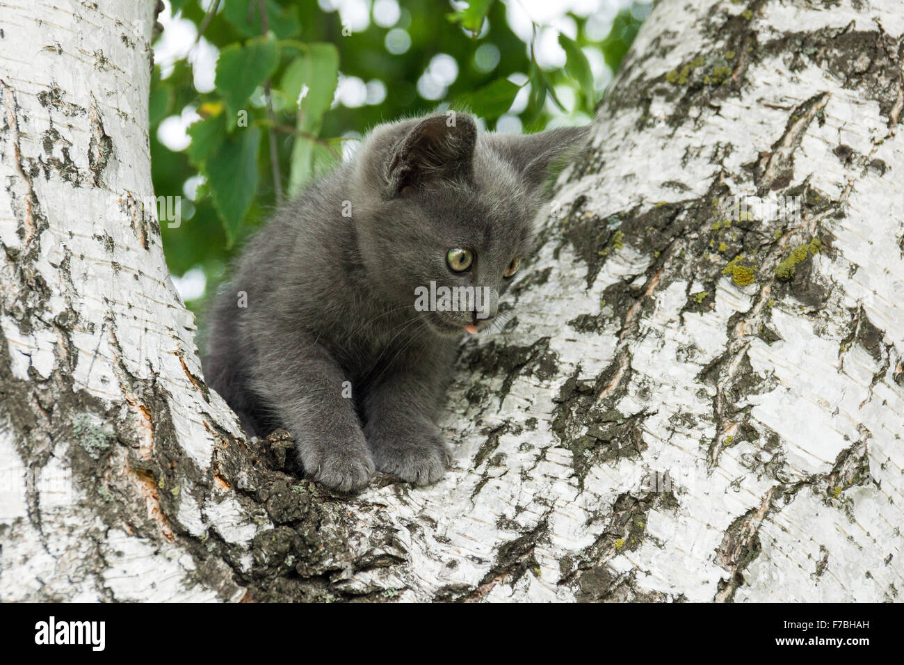 The photo depicts a kitten sitting in a tree Stock Photo - Alamy