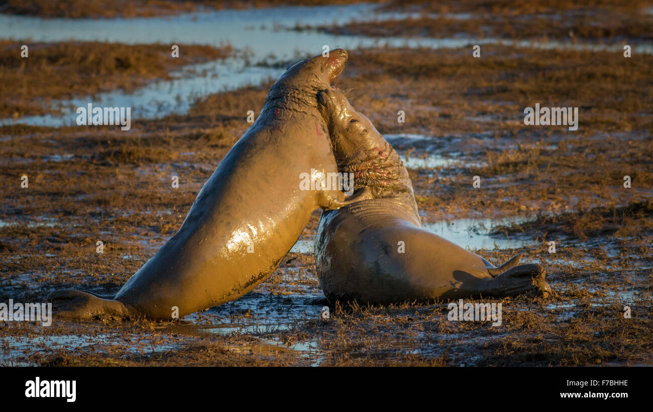 Two bull seals fighting at Donna Nook nature reserve North Sea, Lincolnshire, UK Stock Photo