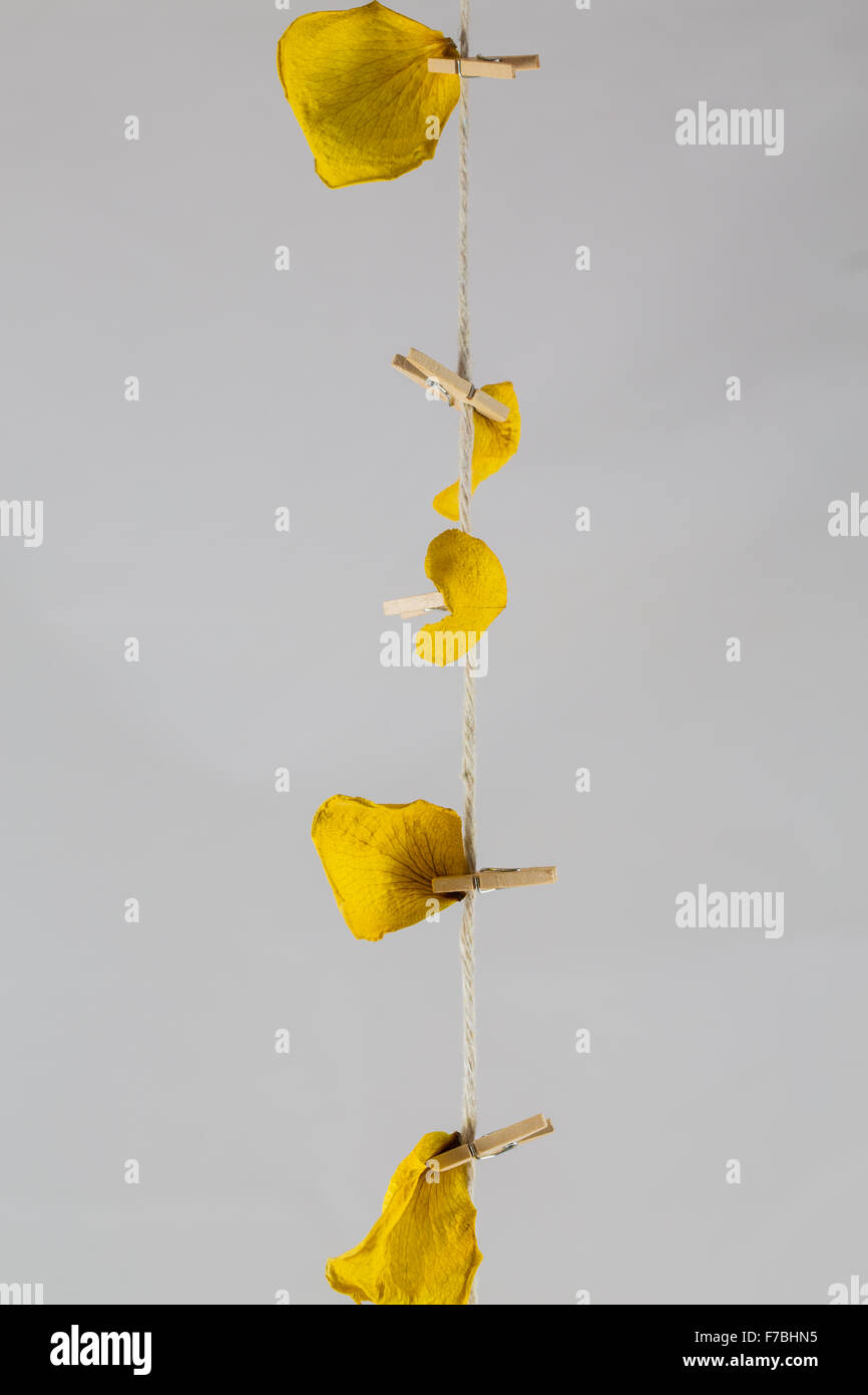 dry yellow roses and jute twine on a white background Stock Photo Alamy