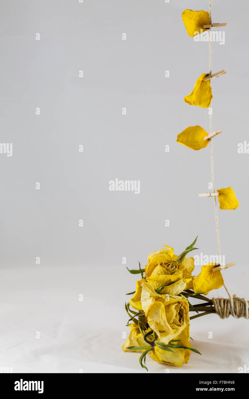 Dry yellow Roses and jute twine on a white background Stock Photo Alamy