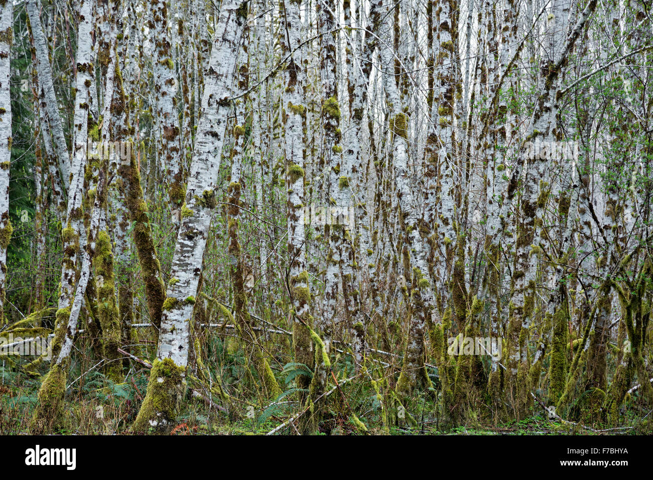 WASHINGTON - A tangled stand of mossy birch trees growing in the temperate rain forest environment along the Hoh River Road. Stock Photo