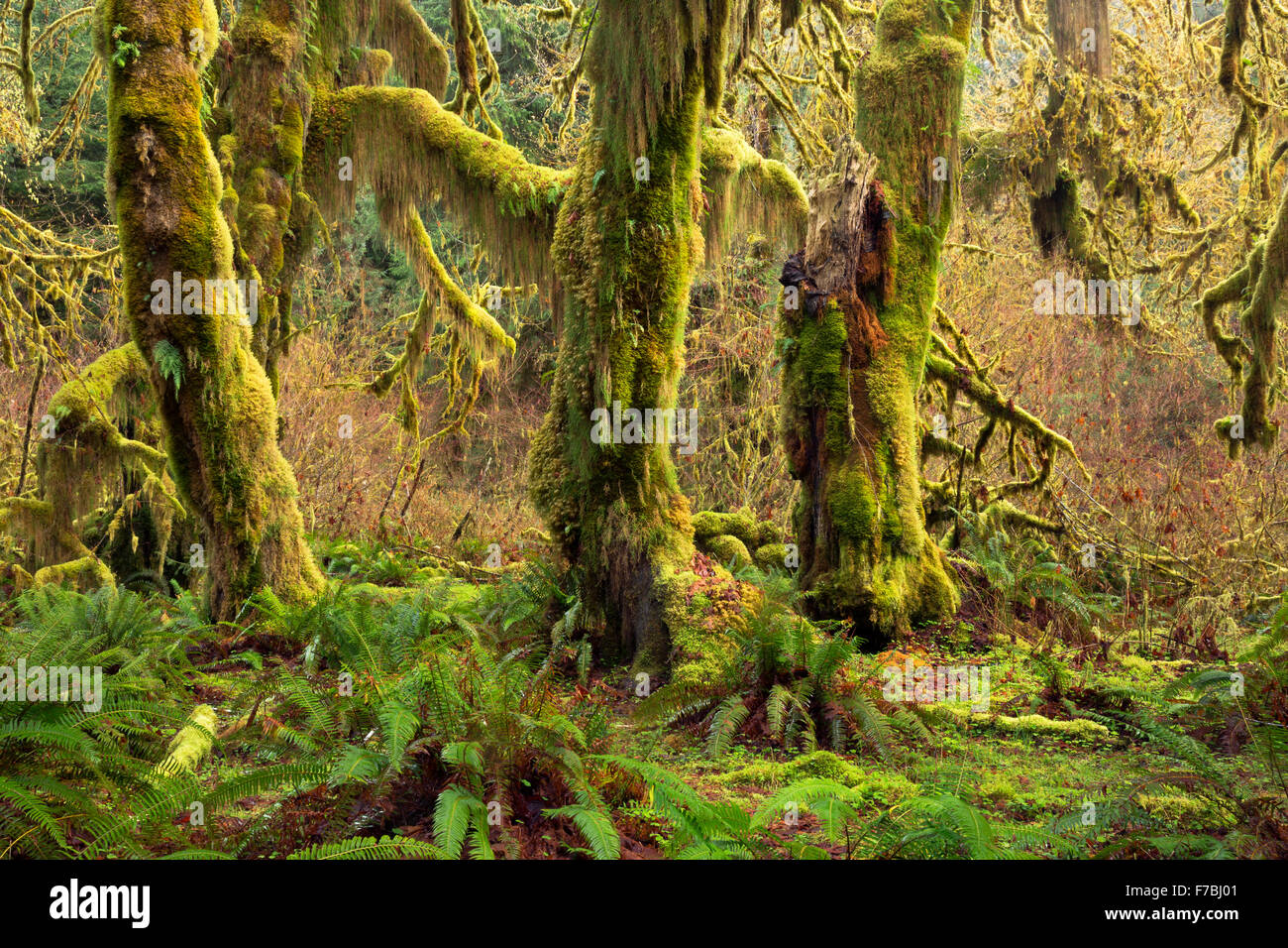 Moss covering trees in Hall of Mosses, a temperate rain forest environment, in the Hoh River Valley of Olympic National Park. Stock Photo