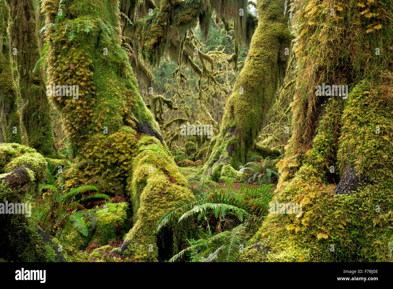 Moss covered trees and fern covered forest floor in the Hall of Mosses, a temperate rain forest environment, in Hoh River Valley Stock Photo