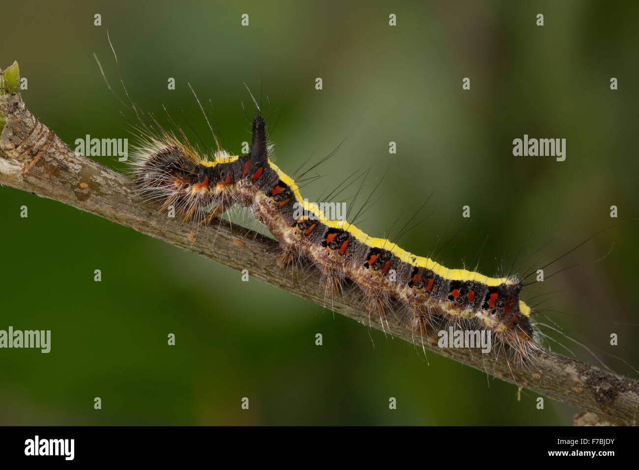 Grey dagger moth, caterpillar, Pfeileule, Raupe, Pfeil-Eule, Schleheneule, Acronicta psi, Acronycta psi, Apatele psi Stock Photo
