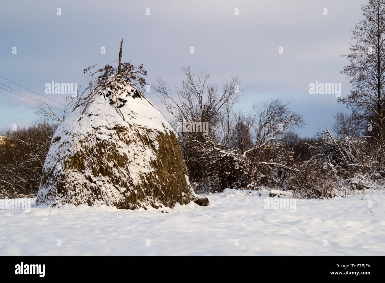 Winter landscape in rural terrain with tree and snow in Russia Stock ...