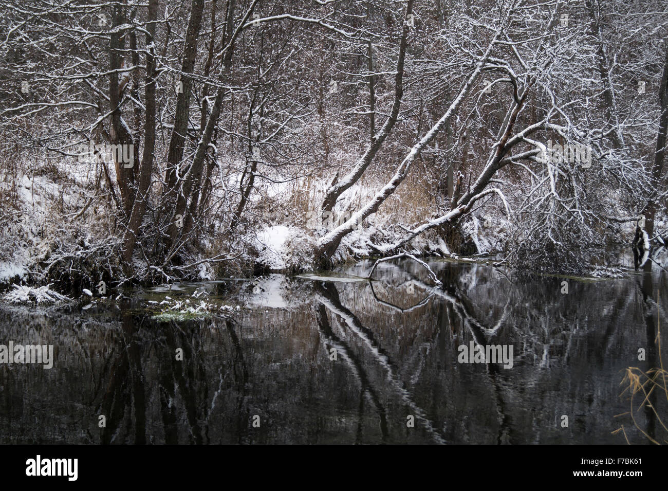 Landscape with small river in winter wood with tree in Russia Stock ...