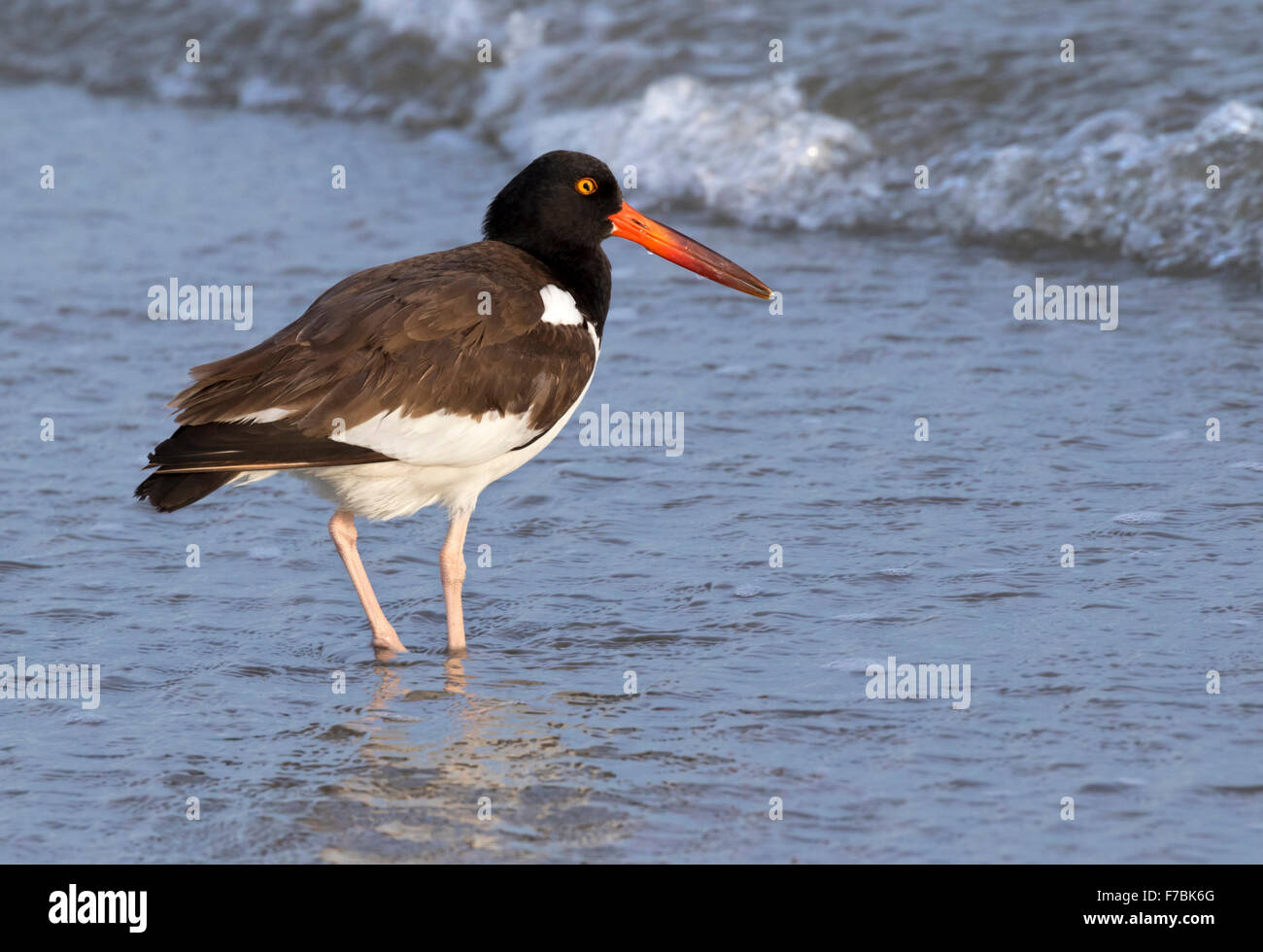American oystercatcher (Haematopus palliatus) on the ocean coast, Galveston, Texas, USA. Stock Photo
