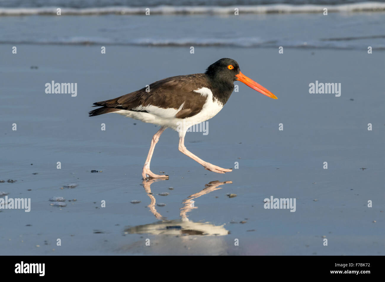 American oystercatcher (Haematopus palliatus) on the ocean coast, Galveston, Texas, USA. Stock Photo