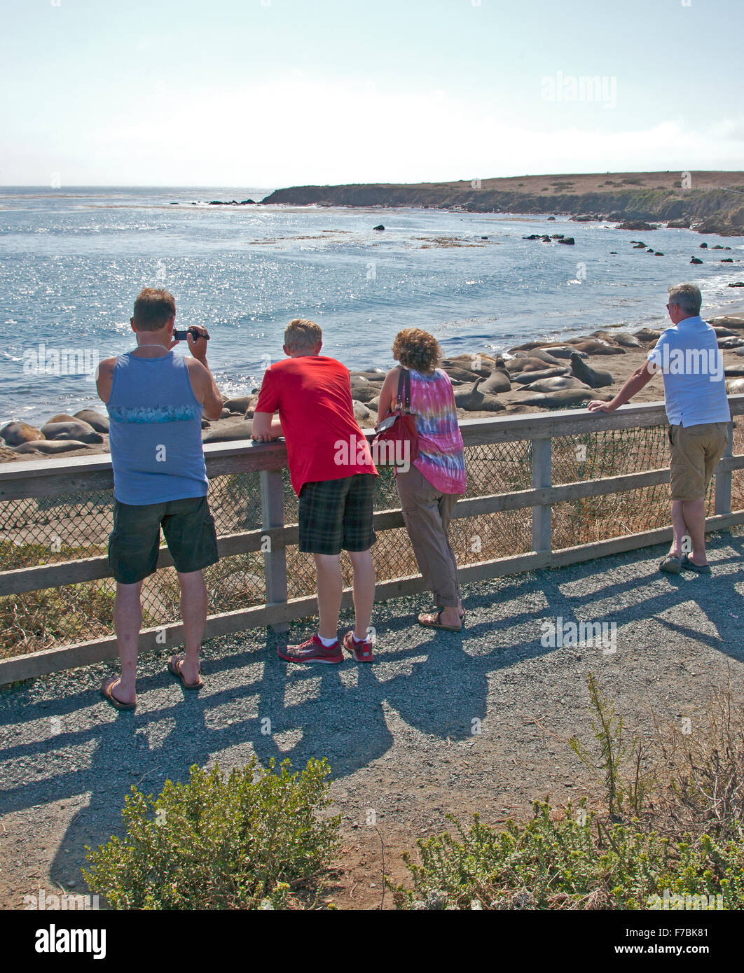 People viewing elephant seals basking on Point Piedras Blancas beach near San Simeon on the central California coast. Stock Photo