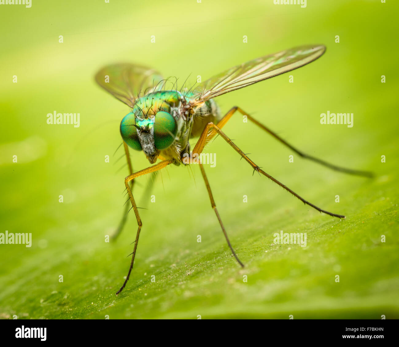 Long legged fly (Austrosciapus connexus) sitting on a leaf Stock Photo