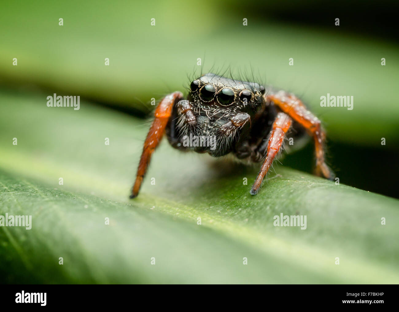 Jumping spider, known as the Salticid Ant Eater (Zenodorus orbiculatus) Stock Photo