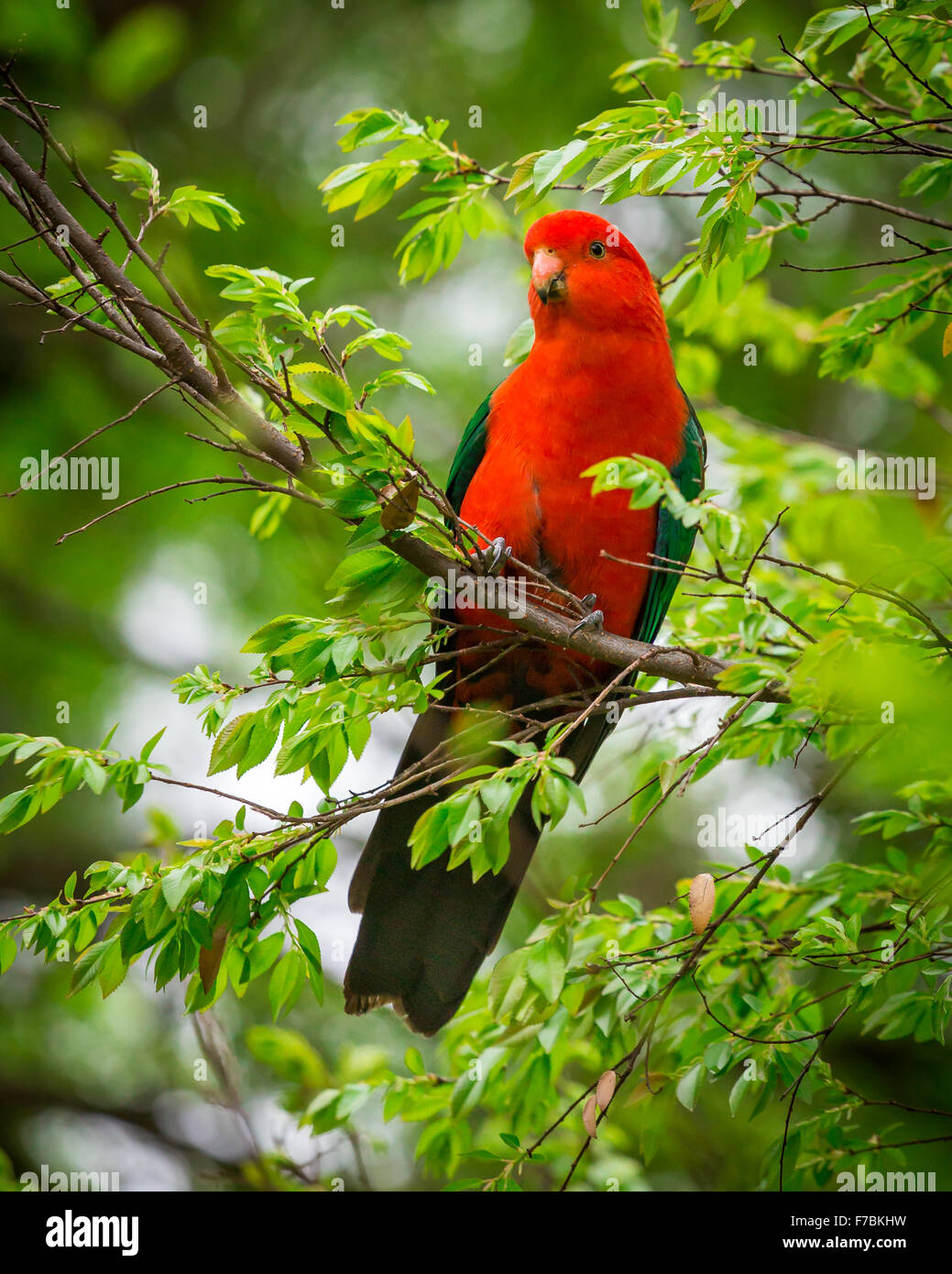 a male king parrot in a tree Stock Photo Alamy