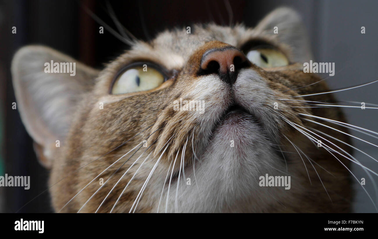 One of our beautiful cats, Elli Stock Photo