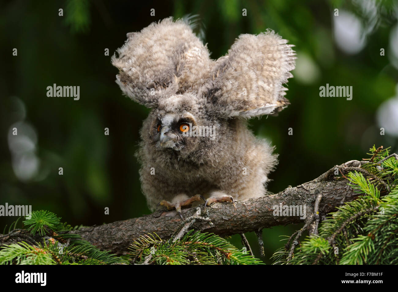 Fledgling of Long-eared Owl / Waldohreule ( Asio otus ) perching in a tree, stretches its wings, shaking its plumage, wildlife. Stock Photo