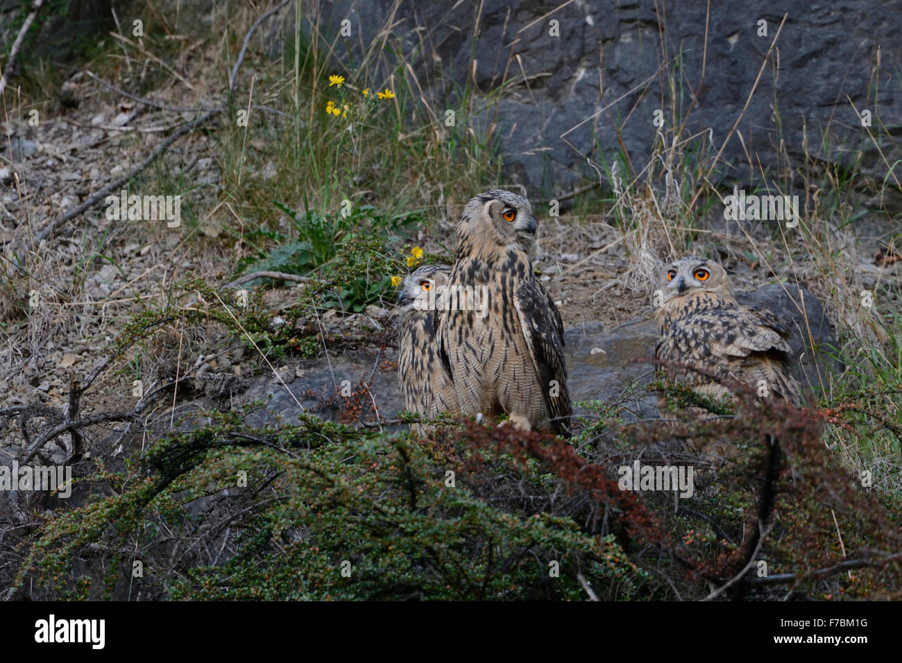 Three young Northern Eagle Owls / Europaeische Uhus ( Bubo bubo ) sitting next to each other on rocks of an old quarry, wildlife Stock Photo