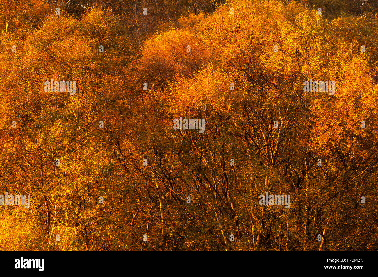 Silver Birch Trees Betula Pendula In Autumn Colour Stock Photo Alamy silver-birch-trees-betula-pendula-in-autumn-colour-stock-photo-alamy