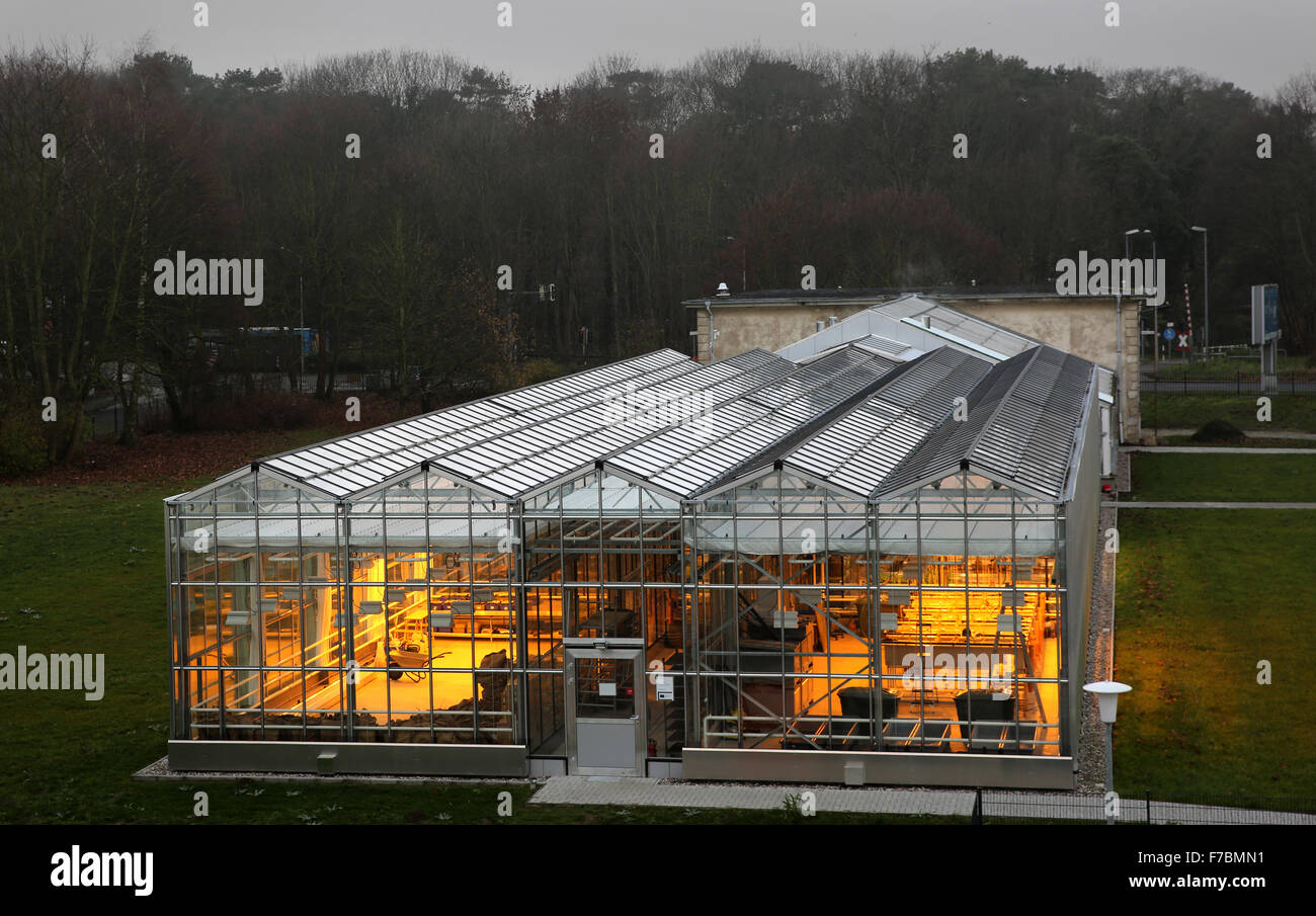 Rostock, Germany. 27th Nov, 2015. The new "FischGlasHaus" (lit. fish greenhouse) operated by the Faculty for Agricultural and Environmental Sciences of Rostock University, is presented to visiting scientists and politicians during a tour, in Rostock, Germany, 27 November 2015. In the model aquaponics project, fish and crops are cultivated together, so that nutrients that are produced, such as nitrogen and phosphorous, can be utilised for plant cultivation. PHOTO: BERND WUESTNECK/ZB/dpa/Alamy Live News Stock Photo