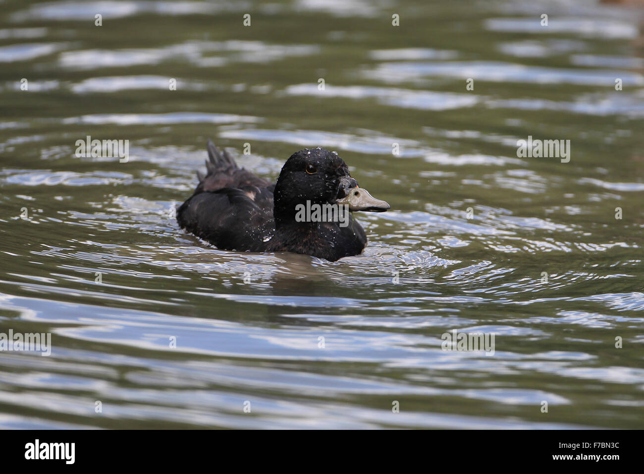 Drake Common Scoter at Arundel Wildfowl & Wetlands Trust, West Sussex, United Kingdom Stock Photo