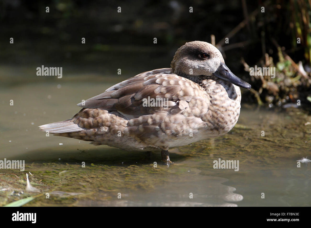 Marbled Teal at Arundel Wildfowl & Wetlands Trust, West Sussex, United Kingdom Stock Photo