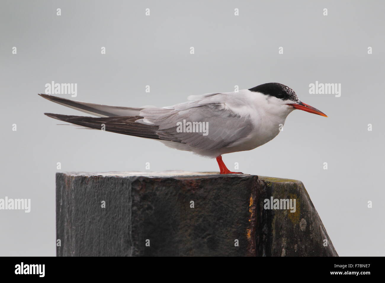 Common Tern (Sterna hirundo) on post at Brownsea Island National Trust Stock Photo
