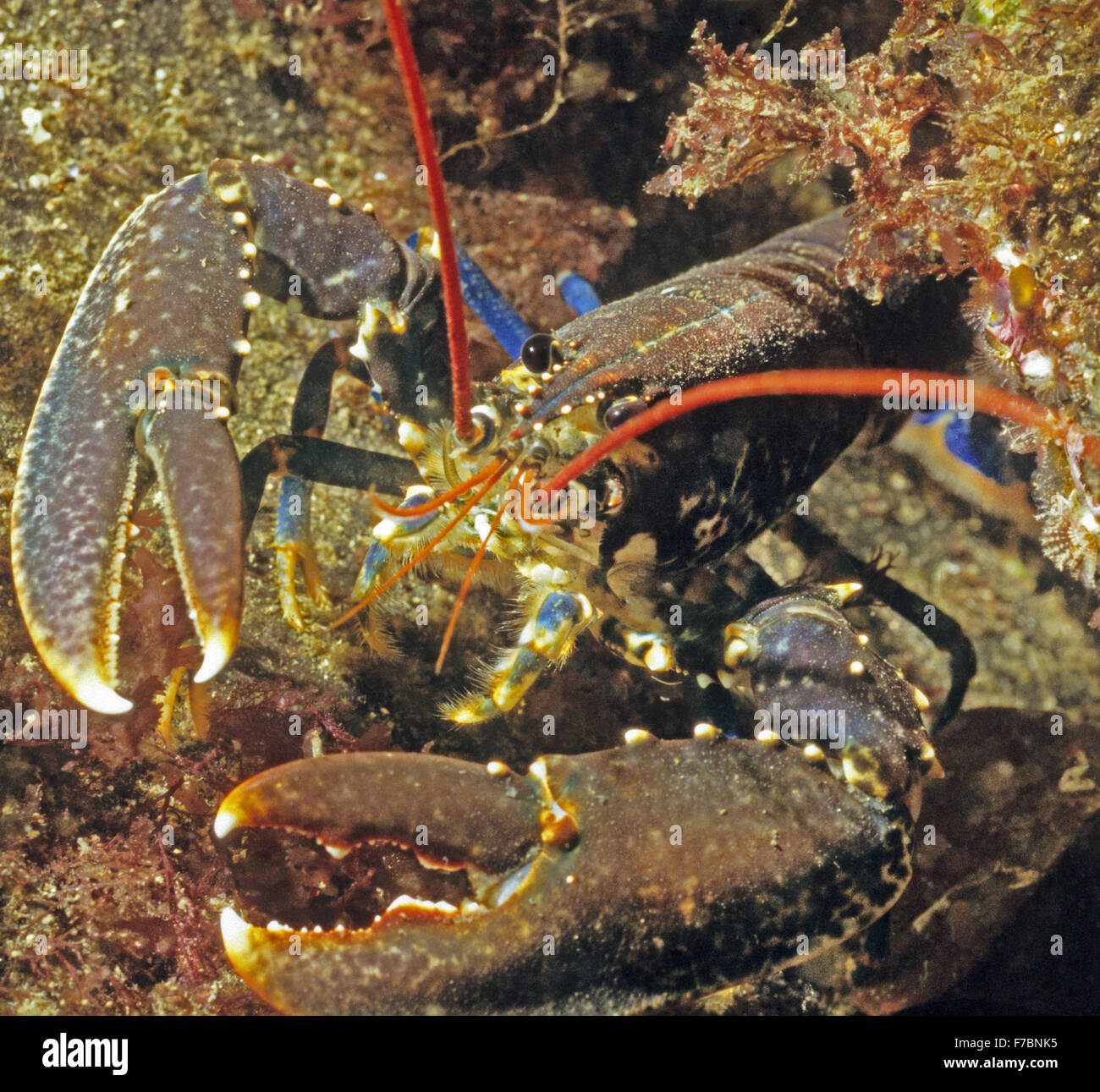 Left handed common lobster. Amazing underwater marine life off the coast at St Abbs Scotland. Stock Photo