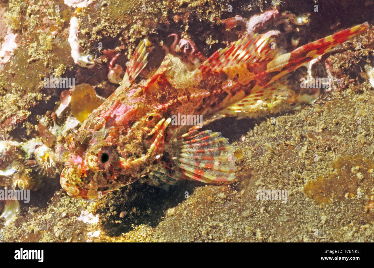 Long spined sea scorpion fish. Amazing underwater marine life off the coast at St Abbs Scotland. Stock Photo
