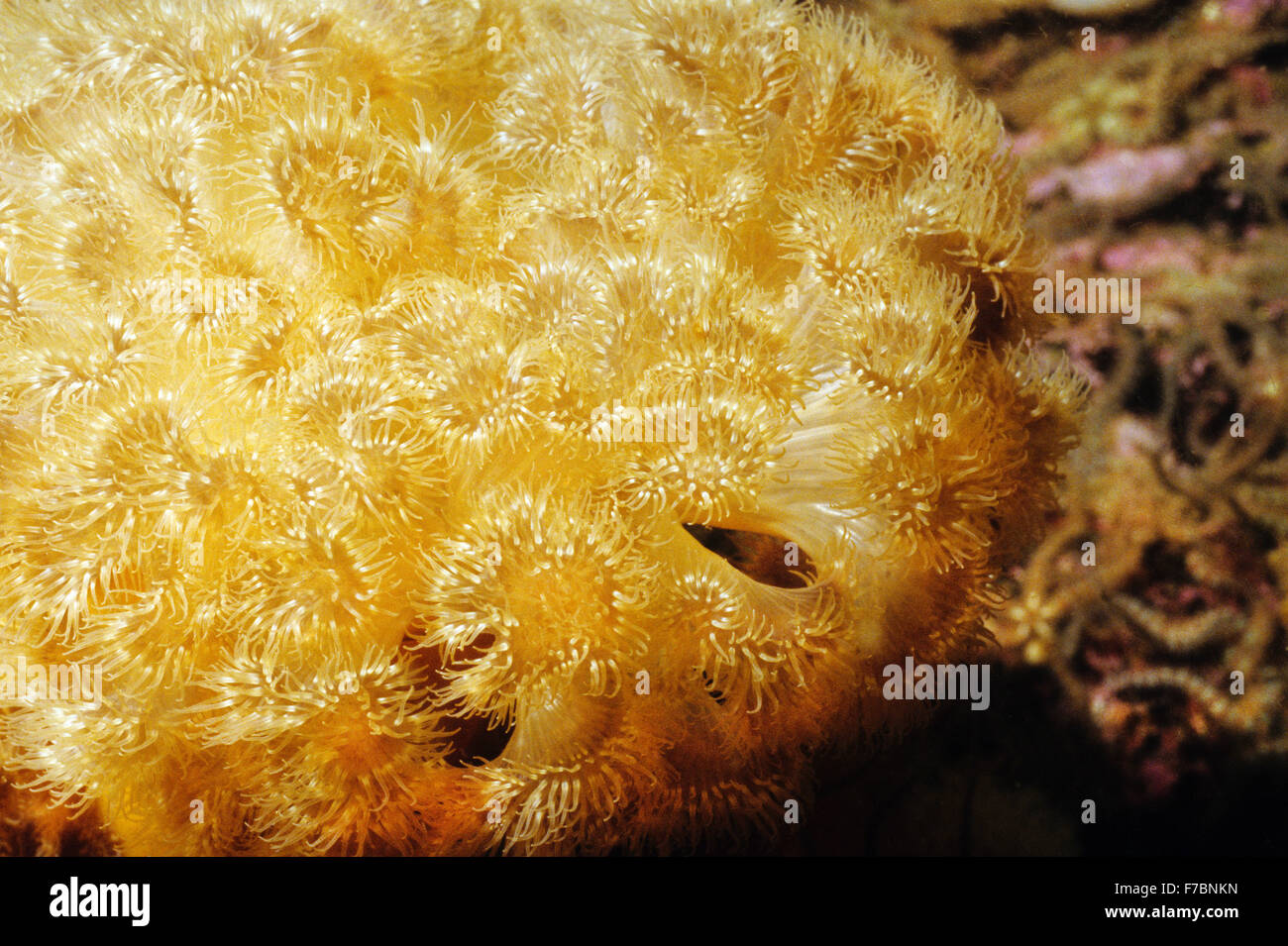 Amazing underwater marine life off the coast at St Abbs Scotland. Close up of a Plumose anemone. Stock Photo
