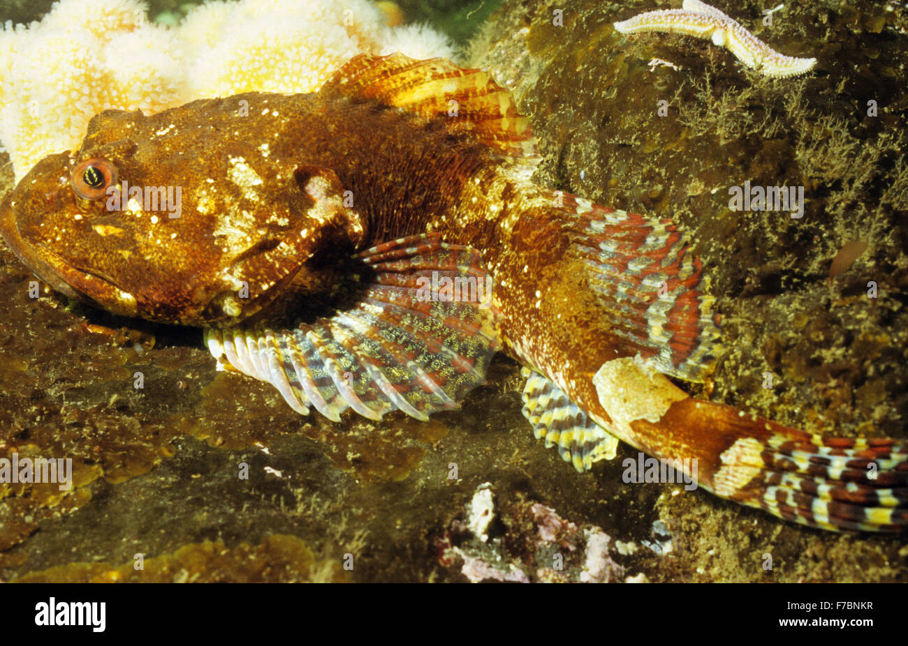 Amazing underwater marine life off the coast at St Abbs Scotland. Short spined sea scorpion. Stock Photo