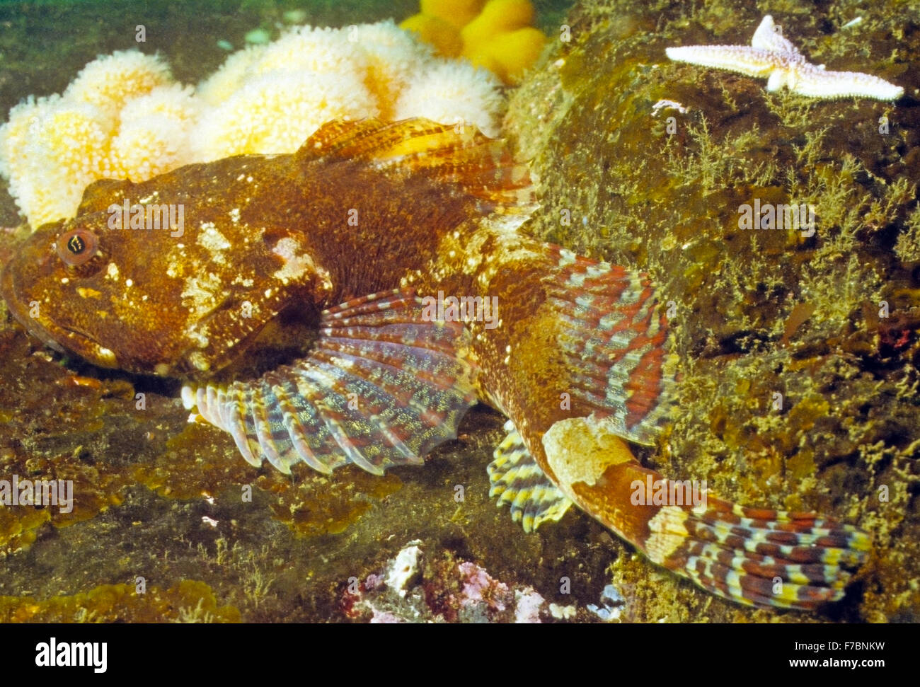 Short spined sea scorpion fish. Amazing underwater marine life off the coast at St Abbs Scotland. Stock Photo